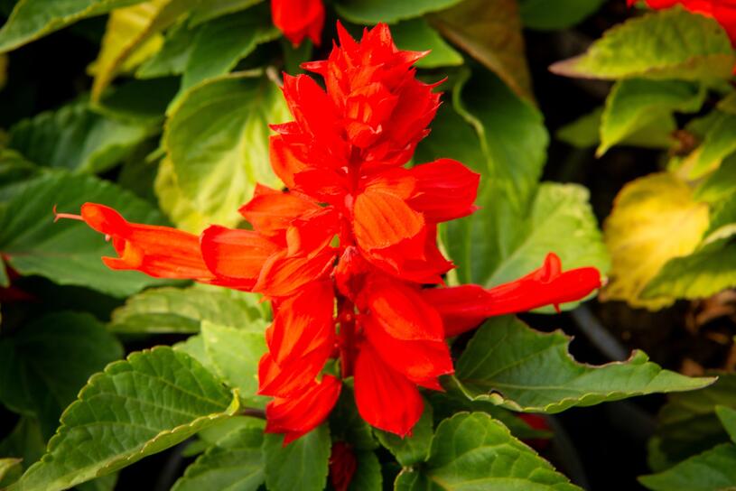 Šalvěj zářivá 'Unica Red' - Salvia splendens 'Unica Red', Květník o průměru 10,5 cm