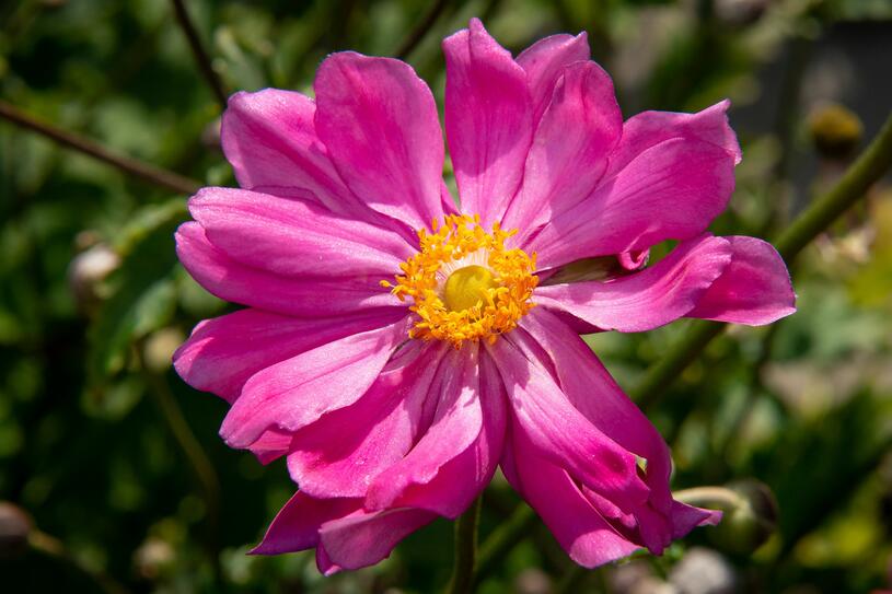 Sasanka 'Prinz Heinrich' - Anemone hupehensis 'Prinz Heinrich', Květník o průměru 13 cm