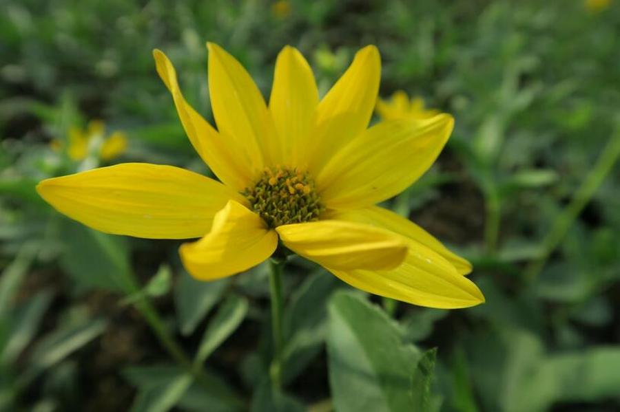 Slunečnice - Helianthus atrorubens, Květník o průměru 13 cm