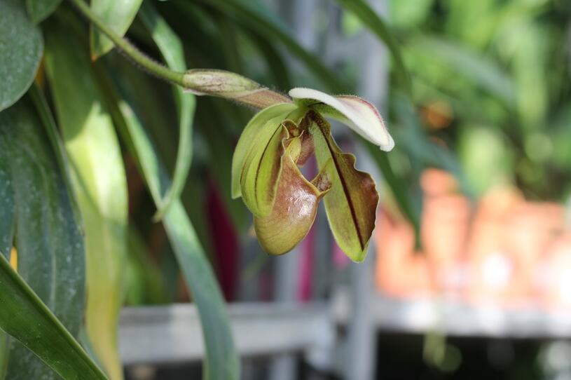 Střevíčník - Paphiopedilum lathamianum, Vysoký květník o objemu 4 litry