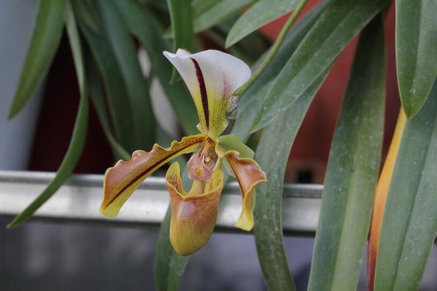 Střevíčník - Paphiopedilum lathamianum, Vysoký květník o objemu 4 litry