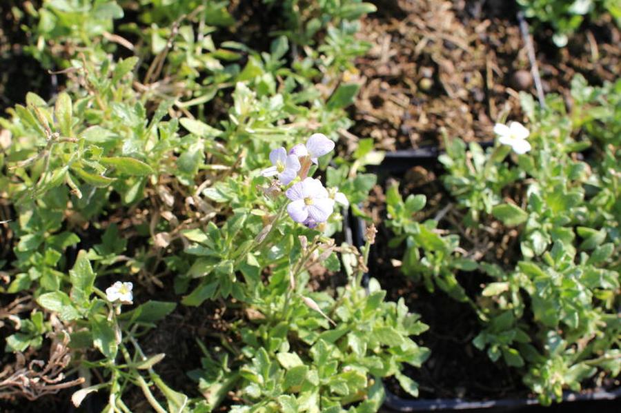 Tařička kosníkovitá 'Alba' - Aubrieta deltoidea 'Alba', Květník o průměru 9 cm