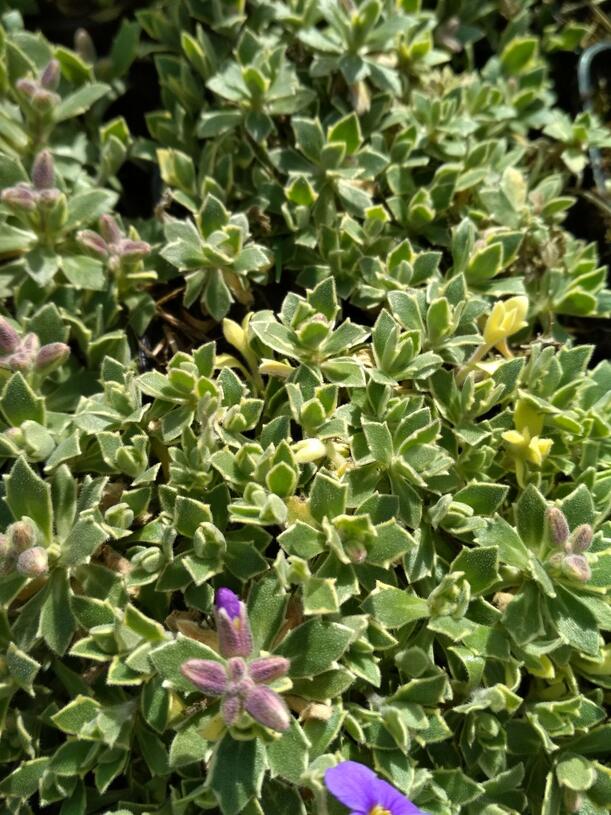 Tařička kosníkovitá 'Albovariegata' - Aubrieta deltoides 'Albovariegata', Květník o průměru 9 cm