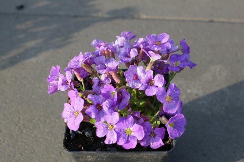 Tařička kosníkovitá 'Axcent Light Blue' - Aubrieta deltoides 'Axcent Light Blue', Květník o průměru 9 cm