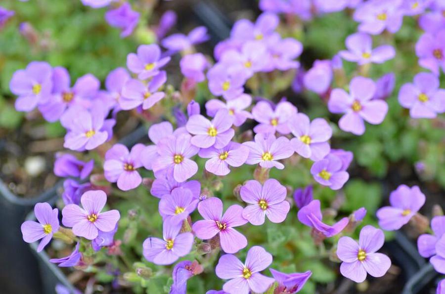 Tařička zahradní 'Hamburger Stadtpark' - Aubrieta hybrida 'Hamburger Stadtpark', Květník o průměru 9 cm