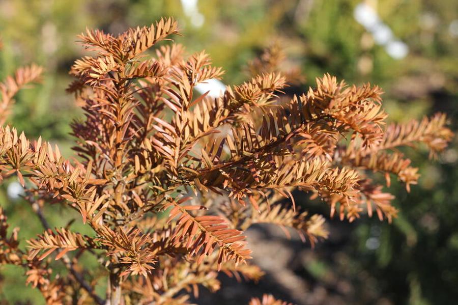 Tis červený - Taxus baccata, Kontejner o objemu 15 litrů velikost 60-80 cm