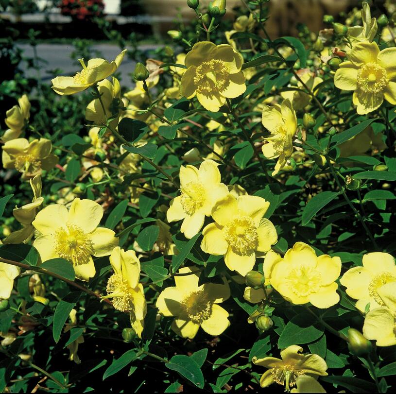 Třezalka 'Hidcote' - Hypericum 'Hidcote', Kontejner o objemu 1,5 litru velikost 20-30 cm