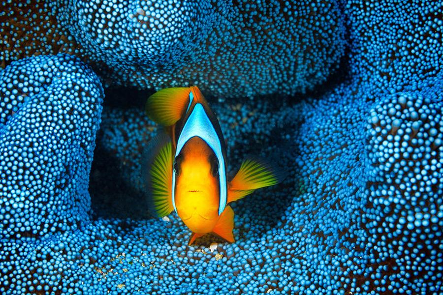Umělecká fotografie Clownfish in blue anA©mon, Barathieu Gabriel,