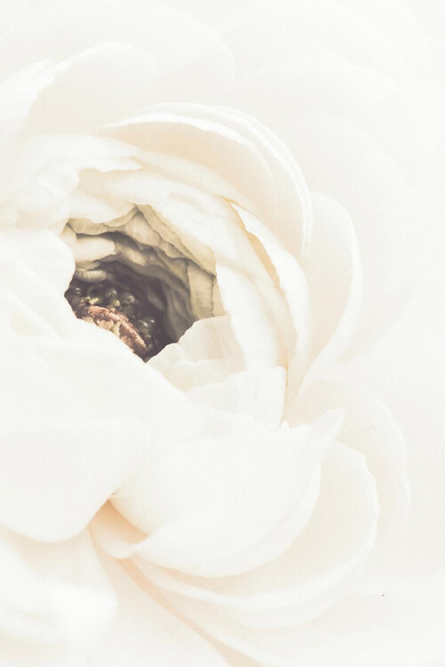 Umělecká fotografie White Flower 01, 1x Studio III,