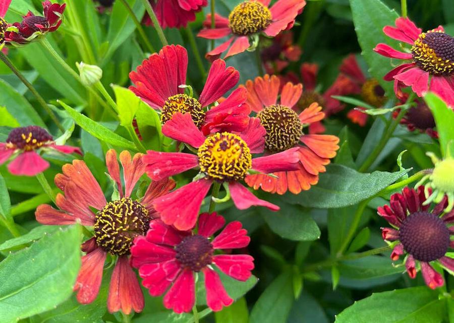 Záplevák 'Red Jewel' - Helenium 'Red Jewel', Květník o průměru 9 cm