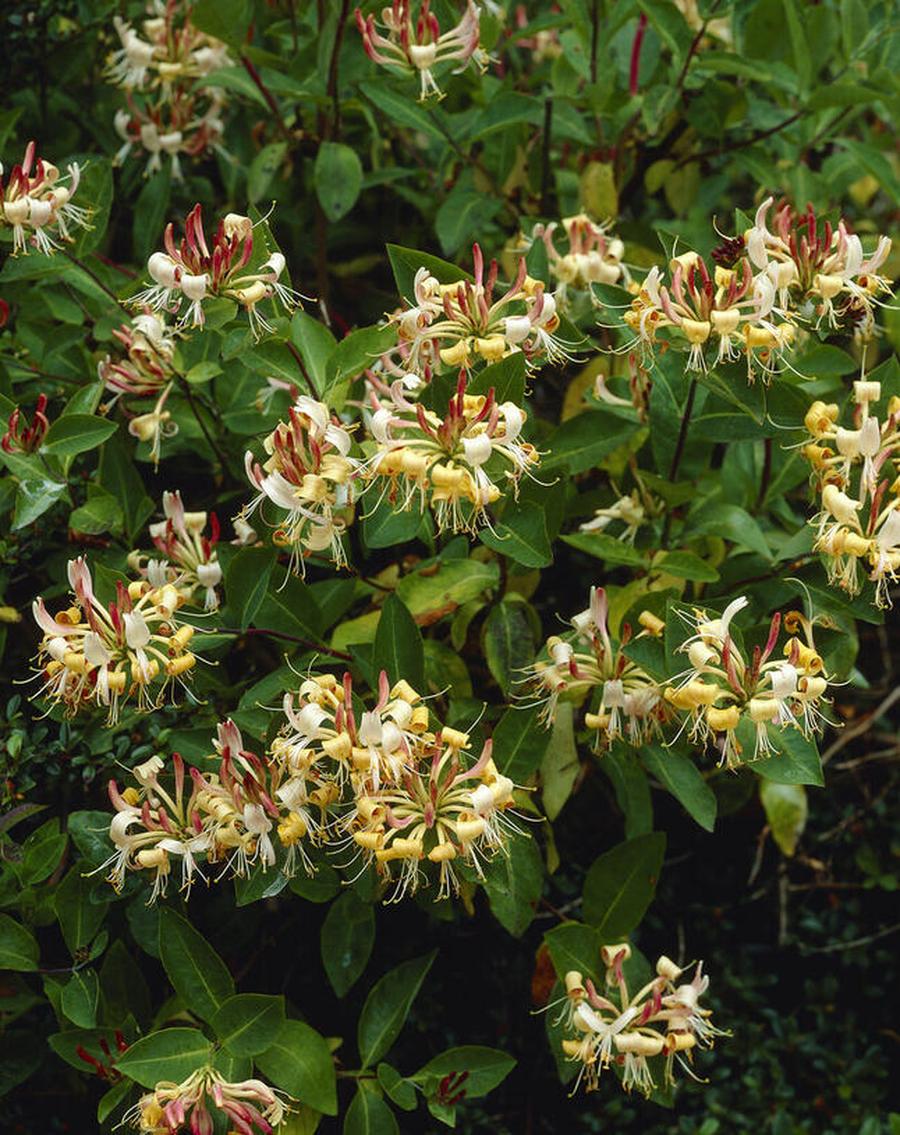 Zimolez Henryův - Lonicera henryi, Vysoký květník o objemu 2 litry velikost 125-150 cm