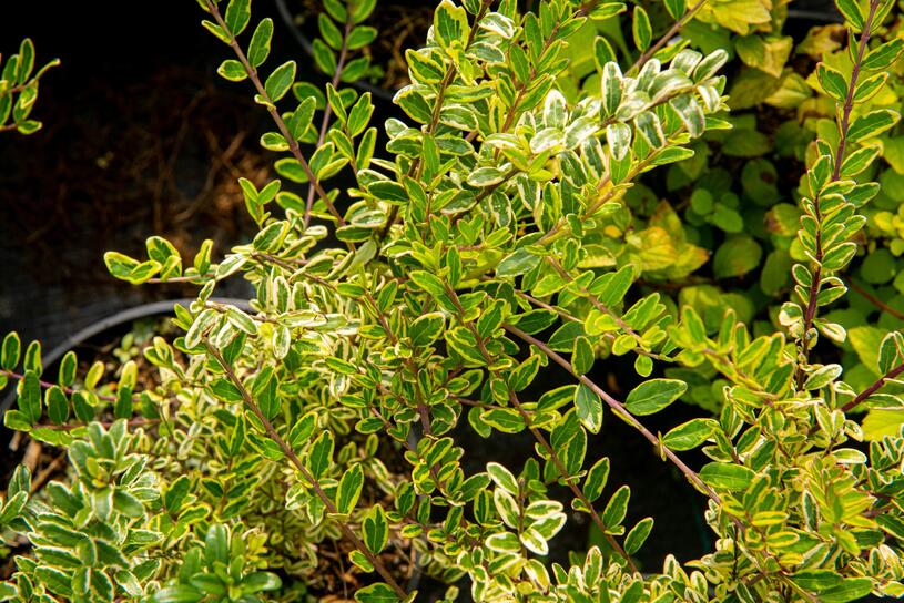 Zimolez lesklý 'Lemon Beauty' - Lonicera nitida 'Lemon Beauty', Kontejner o objemu 1,5 litru