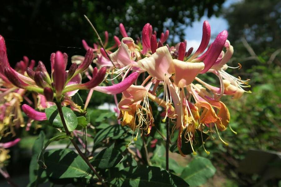 Zimolez ovíjivý 'Serotina' - Lonicera periclymenum 'Serotina', Kontejner o objemu 15 litrů velikost 2-2,5 metru