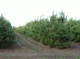 Borovice lesní - Pinus sylvestris, Kontejner o objemu 30 litrů velikost 100-125 cm