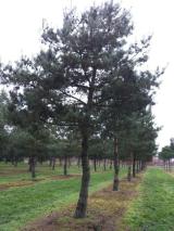Borovice lesní - Pinus sylvestris, Kontejner o objemu 30 litrů velikost 100-125 cm