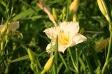 Denivka 'Longfields Beauty' - Hemerocallis 'Longfields Beauty', Květník o průměru 11 cm