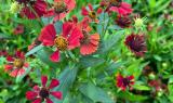 Záplevák 'Red Jewel' - Helenium 'Red Jewel', Květník o průměru 9 cm