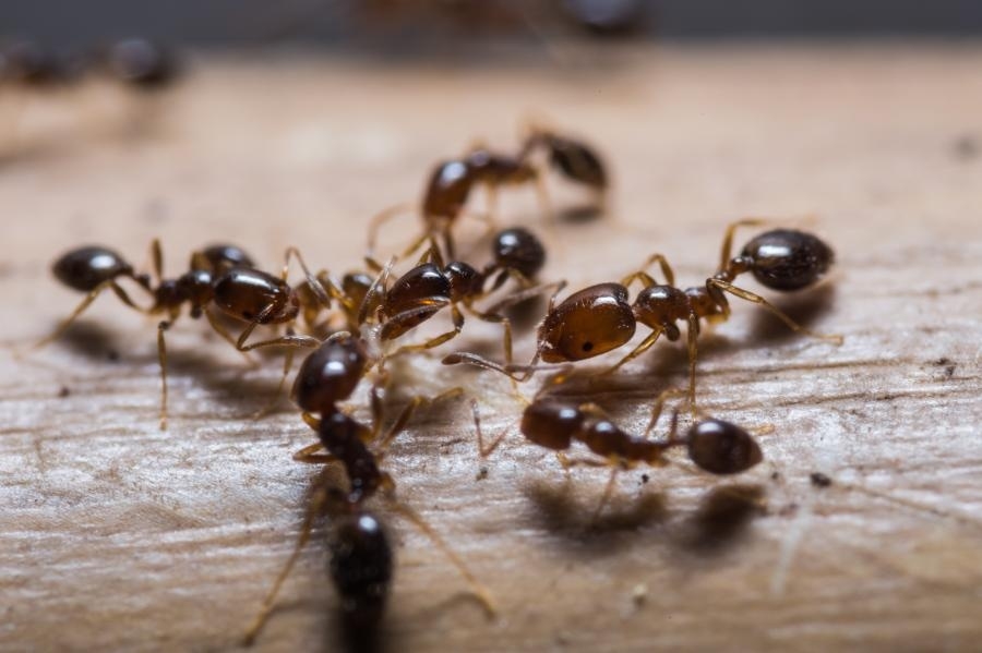 Jak se zbavit mravenců v domácnosti