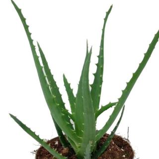 Aloe stromovitá květináč 5,5cm