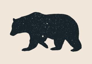 Bodart, Florent - Obrazová reprodukce Bear,