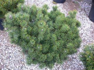 Borovice kleč - Pinus mugo pumilio, Kontejner o objemu 18 litrů velikost 40-60 cm