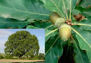 Dub zimní - Quercus petraea, Kontejner o objemu 10 litrů velikost 80-100 cm