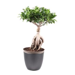 Fíkovník maloplodý bonsai květináč 21cm