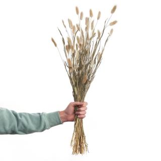 FLOWER MARKET Lagurus tráva sušená "Zaječí ocásek" 70 cm