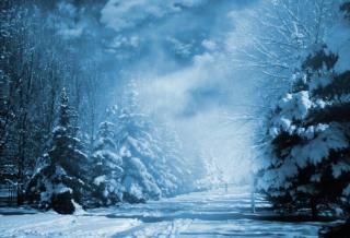 Fotografické pozadí Winter Wonderland zasněžený les