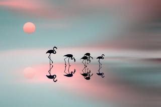 Fototapeta Family flamingos,