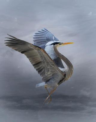 Fototapeta The Great Blue Heron,