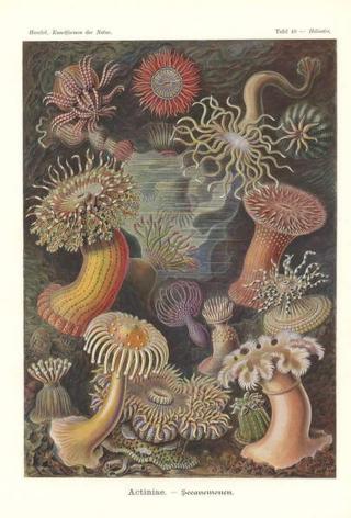 Haeckel, Ernst