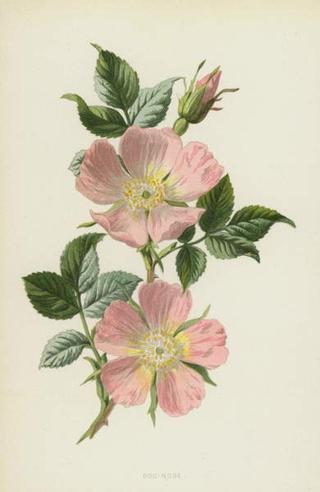 Hulme, Frederick Edward - Obrazová reprodukce Dog-Rose,