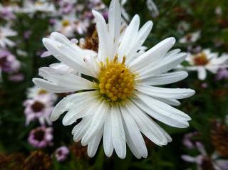 Hvězdnice novobelgická 'White Ladies' - Aster novi-belgii 'White Ladies', Květník o průměru 9 cm
