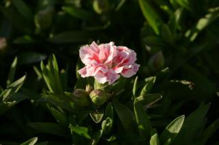 Hvozdík karafiát 'Oscar® White and Red' - Dianthus caryophyllus 'Oscar® White and Red', Květník o průměru 10,5 cm