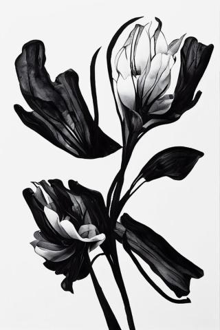 Ilustrace Black Flower, Treechild,