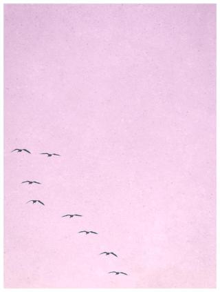 Ilustrace borderpinkbirds, Finlay & Noa,