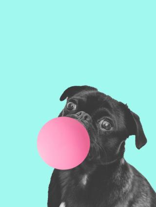 Ilustrace Bubblegum dog, Finlay & Noa,