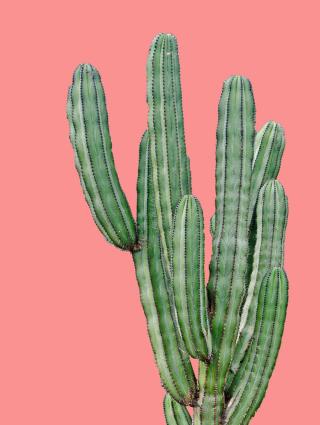 Ilustrace cactus6, Finlay & Noa,