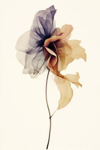 Ilustrace Chiffon Flower, Treechild,