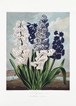 Ilustrace Hyacinths from The Temple of Flora