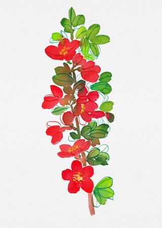 Ilustrace Japanese quince or Chaenomeles japonica botanical painting, Kata Botanical,