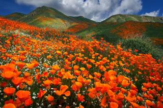 Ilustrace Lake Elsinore Poppy Reserve - Abundance, Jon Farmer,