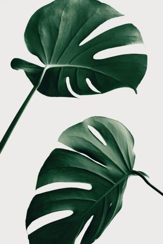 Ilustrace Monstera Natural 46, 1x Studio III,