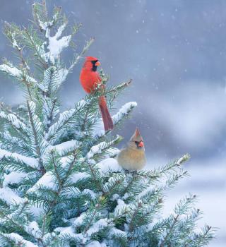 Ilustrace Northern Cardinals perched in a snow, stanley45,