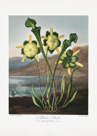 Ilustrace Pitcher Plant from The Temple of Flora