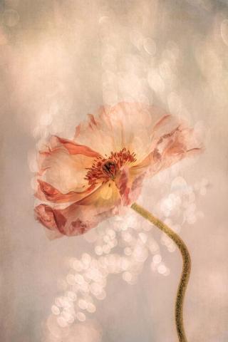 Ilustrace Radiant poppy, Hilda van der,