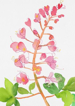 Ilustrace Red horse-chestnut or Aesculus A carnea with watercolor and ink, Kata Botanical,