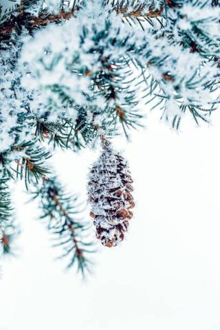 Ilustrace Snow covered Frosty Ice Close-up Pine, oxygen,