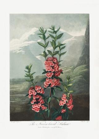 Ilustrace The NarrowaLeaved Kalmia from The Temple of Flora